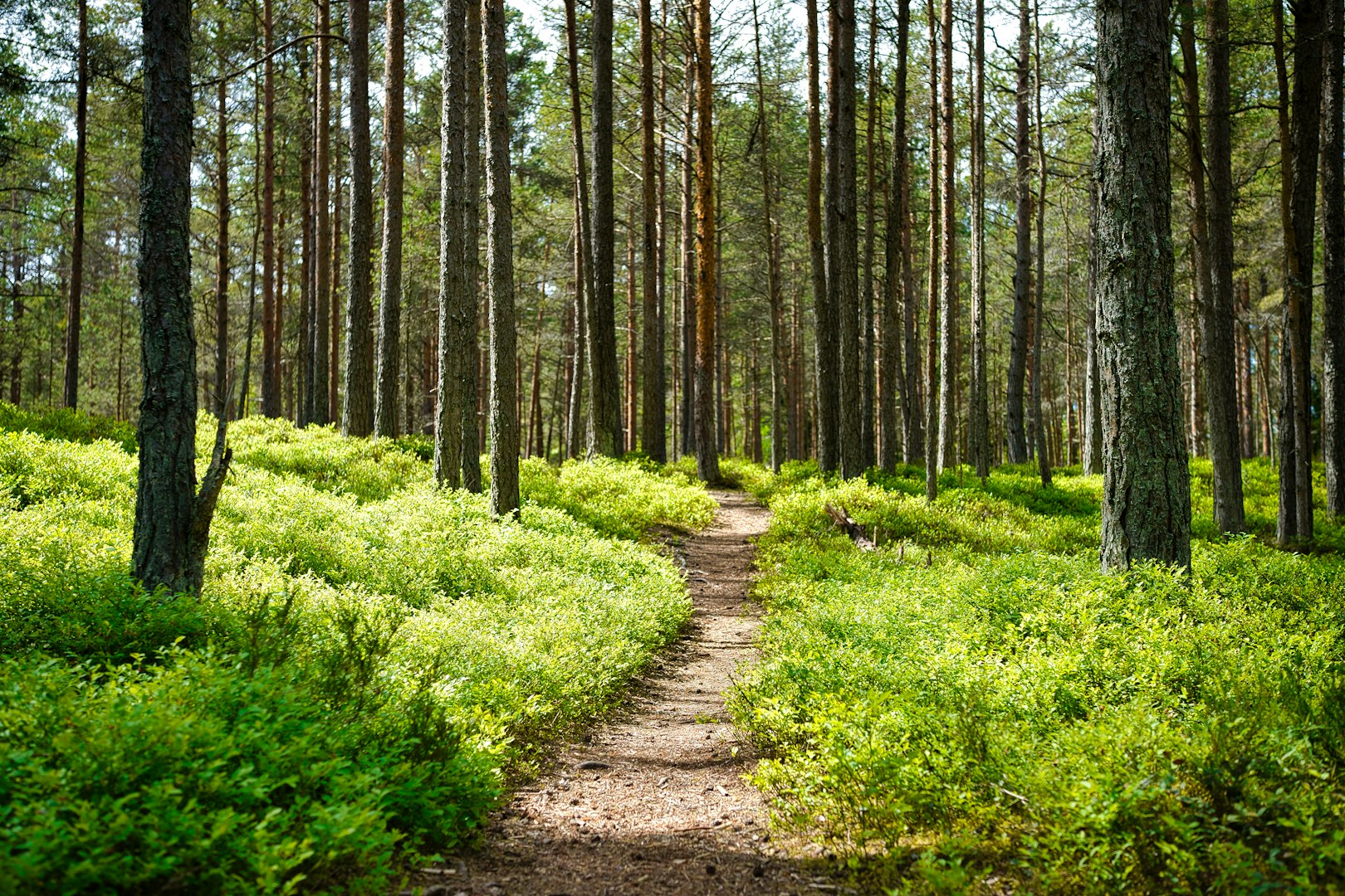 walk and talk therapy sessions in north london, outdoor counselling london